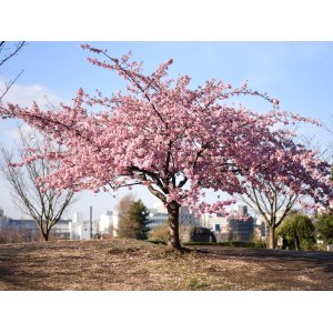 Višňa chĺpkatá (Prunus subhirtella) ´AUTUMNALIS ROSEA´ - výška 240-260 cm, obvod kmeňa 10/12 cm, kont. C25L